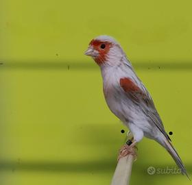 Canarini Satine' ed Isabella mosaico rosso