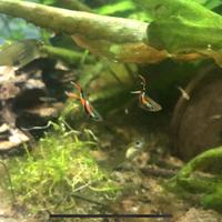 Endler (poecilia wingei)