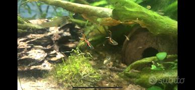 Endler (poecilia wingei)