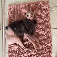 Sphynx femmina pedigree aperto