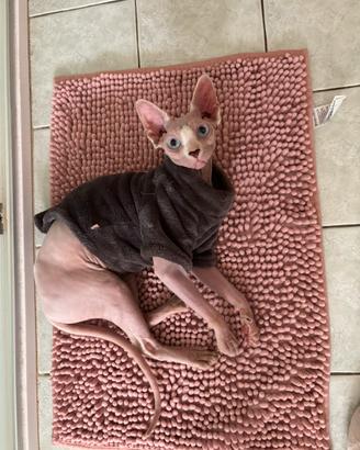 Sphynx femmina pedigree aperto