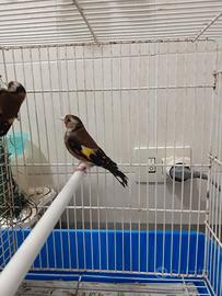 Canarino spagnolo e cardellini nostrani