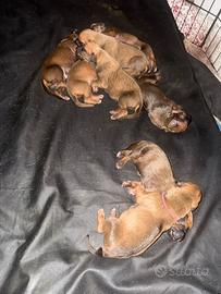 Vendita cuccioli Rhodesian Ridgeback