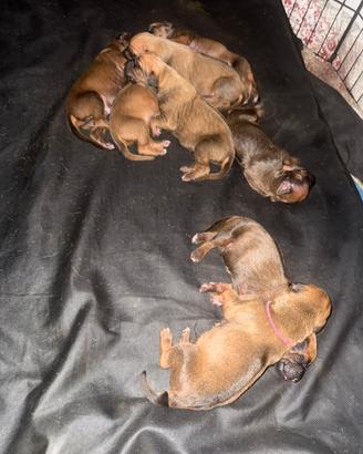 Vendita cuccioli Rhodesian Ridgeback