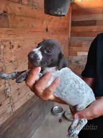 Cuccioli di bracco tedesco kurzhaar