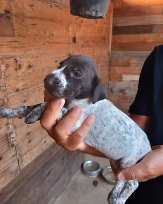 Cuccioli di bracco tedesco kurzhaar
