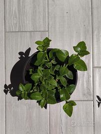 Aptenia Cordifolia
