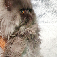 Gatti persiani ipertipici stupendi