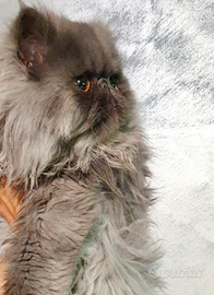 Gatti persiani ipertipici stupendi