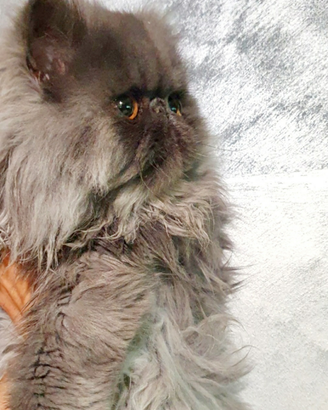 Gatti persiani ipertipici stupendi
