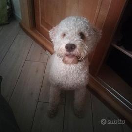 Disponibile per accoppiamento Lagotto romagnolo
