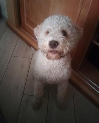 Disponibile per accoppiamento Lagotto romagnolo