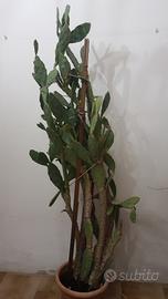 Pianta grassa