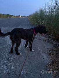 Cane femmina segugio maremmano