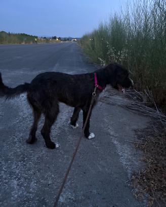 Cane femmina segugio maremmano