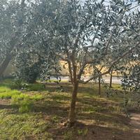 Alberi di ulivo