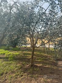 Alberi di ulivo