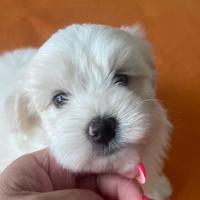 Maltesi