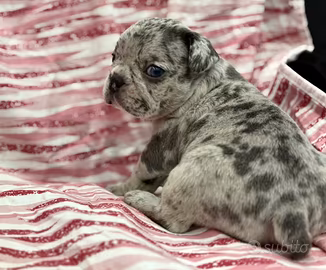 Bulldog francese