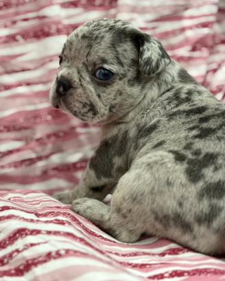 Bulldog francese