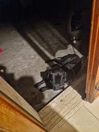 Regalasi cane corso