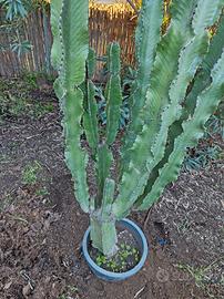 2 Cactus