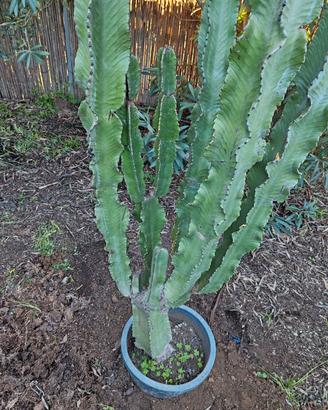 2 Cactus