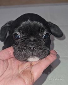 Bulldog francese nero