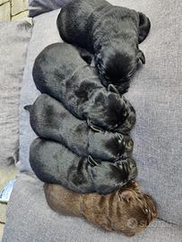 Cuccioli di Labrador con pedigree ENCI
