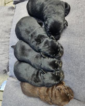 Cuccioli di Labrador con pedigree ENCI
