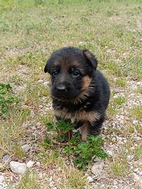 Cuccioli pastore tedesco