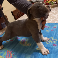 Amstaff blu