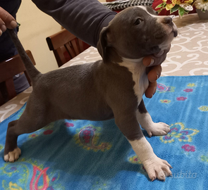 Amstaff blu