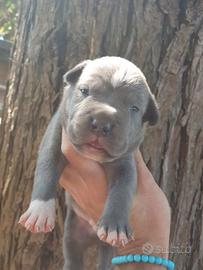 Pitbull tricolor