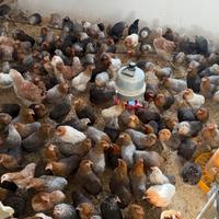 Araucana, mandarina, legbar , Caroline, gru