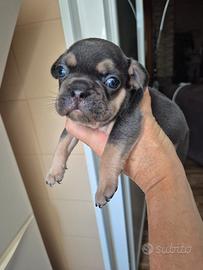 Bulldog Francesce