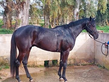 Cavallo anglo arabo di 4 anni