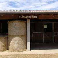 2a quarter horses e il tuo cavallo