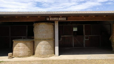 2a quarter horses e il tuo cavallo