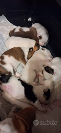 Cuccioli di jack russel
