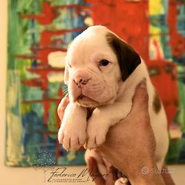 Cuccioli boxer