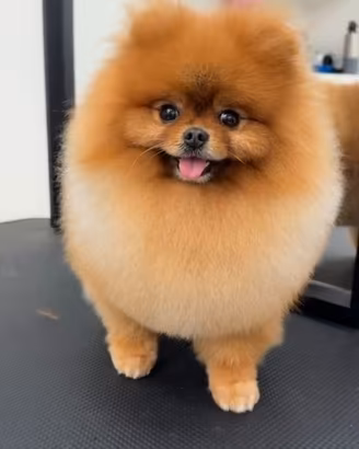 Volpino Pomerania ACCOPPIAMENTO Pedigree 2kg Toy