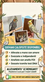 Calopsite ALLEVATE A MANO