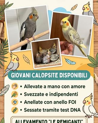 Calopsite ALLEVATE A MANO