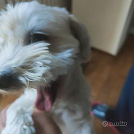 Maltese Giocoso
