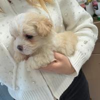 Maltipoo Mini Toy