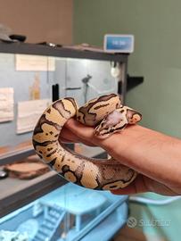 Pitone reale Super Pastel Vanilla het Clown - Mas