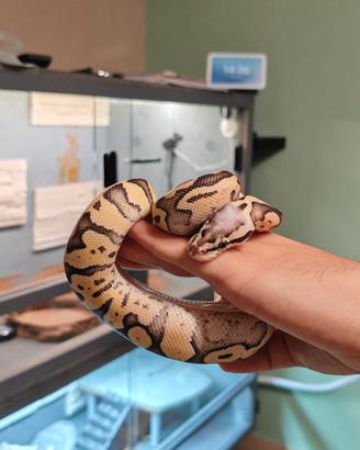 Pitone reale Super Pastel Vanilla het Clown - Mas