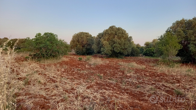 Campagna Zona Mannara