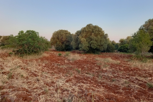 Campagna Zona Mannara